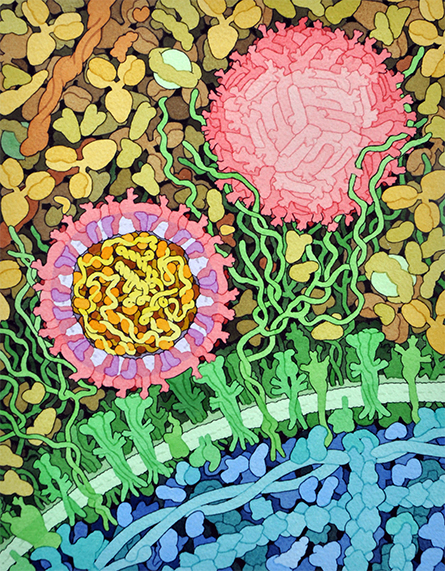 Zika-Virus-445x571.jpg Zika-Virus-445x571.jpg