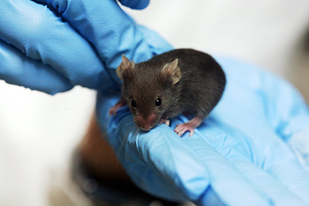 Lab-mouse-445x297.jpg Lab-mouse-445x297.jpg