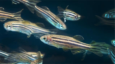 How a tiny pet store fish became the center of neuroscience research