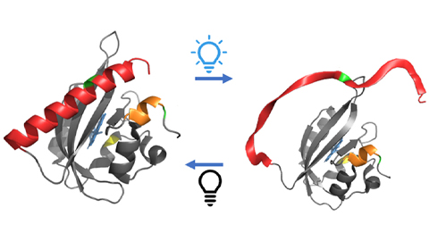 Chasing one of biology's biggest goals: Filming proteins in motion