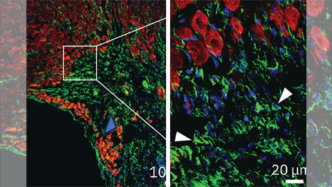 UCLA researchers engineer experimental drug for preventing heart failure after heart attacks