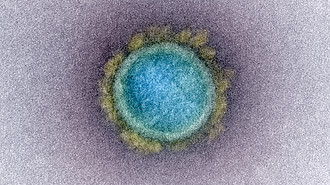 Closing in on the new coronavirus