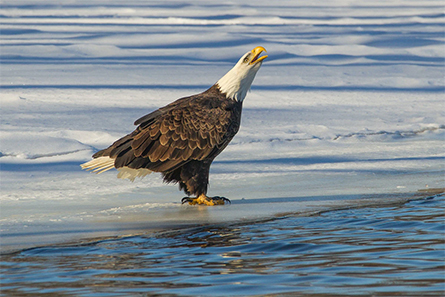 Eagle-445x297.jpg Eagle-445x297.jpg