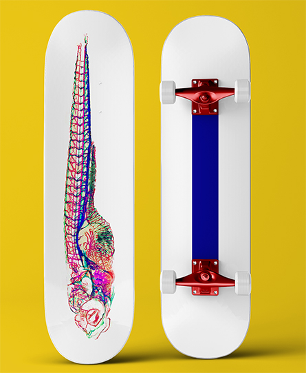 Skateboards-445x541.jpg