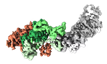 A structure McLellan’s lab published earlier this year shows a protein from human cytomegalovirus binding to its human receptor protein, neuropilin 2.