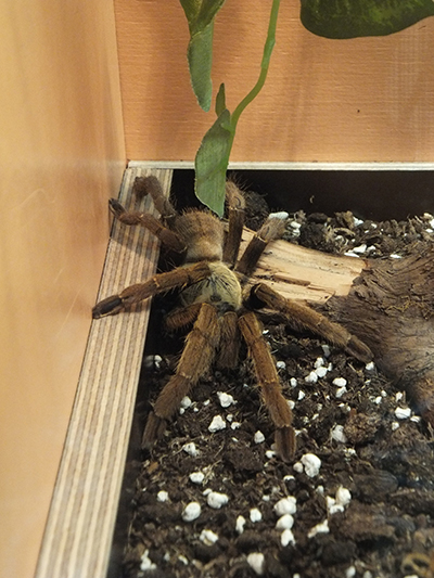 Spiders_Haplopelma-400x533.jpg Spiders_Haplopelma-400x533.jpg