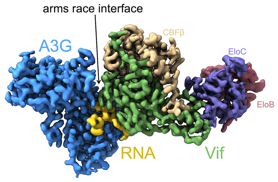 The Cryo-EM structure of human A3G and HIV-1 Vif reveals the arms-race interface between the two proteins, as well as RNA that acts as a “molecular glue” to tether the two proteins together.