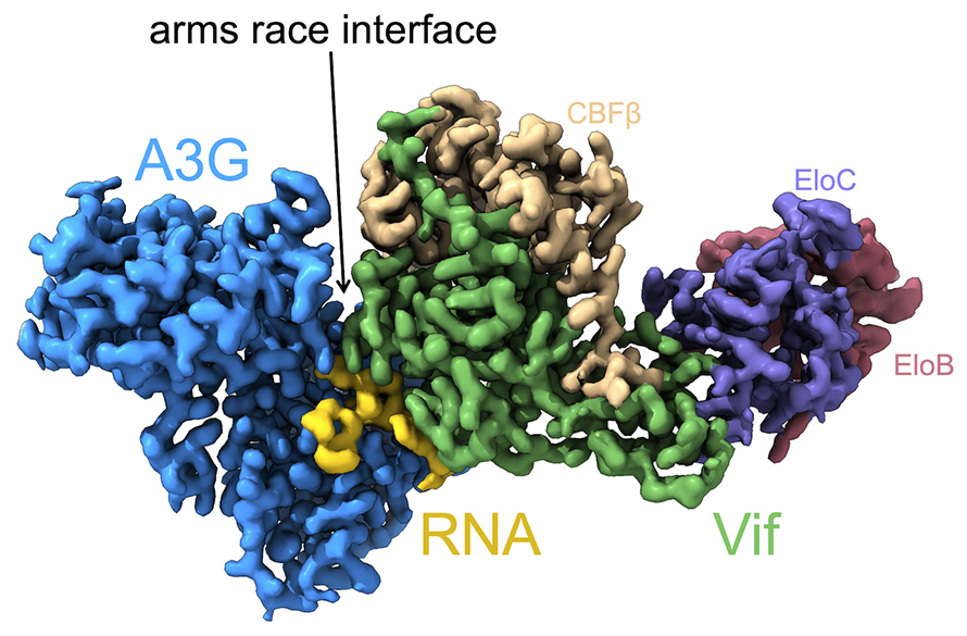 https://www.asbmb.org/getattachment/e26ecc75-e549-4b08-8493-05a52c1ff7b9/Cryo-EM-structure-890x585.jpg?lang=en-US