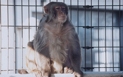 obese_rhesus_400x251.jpg