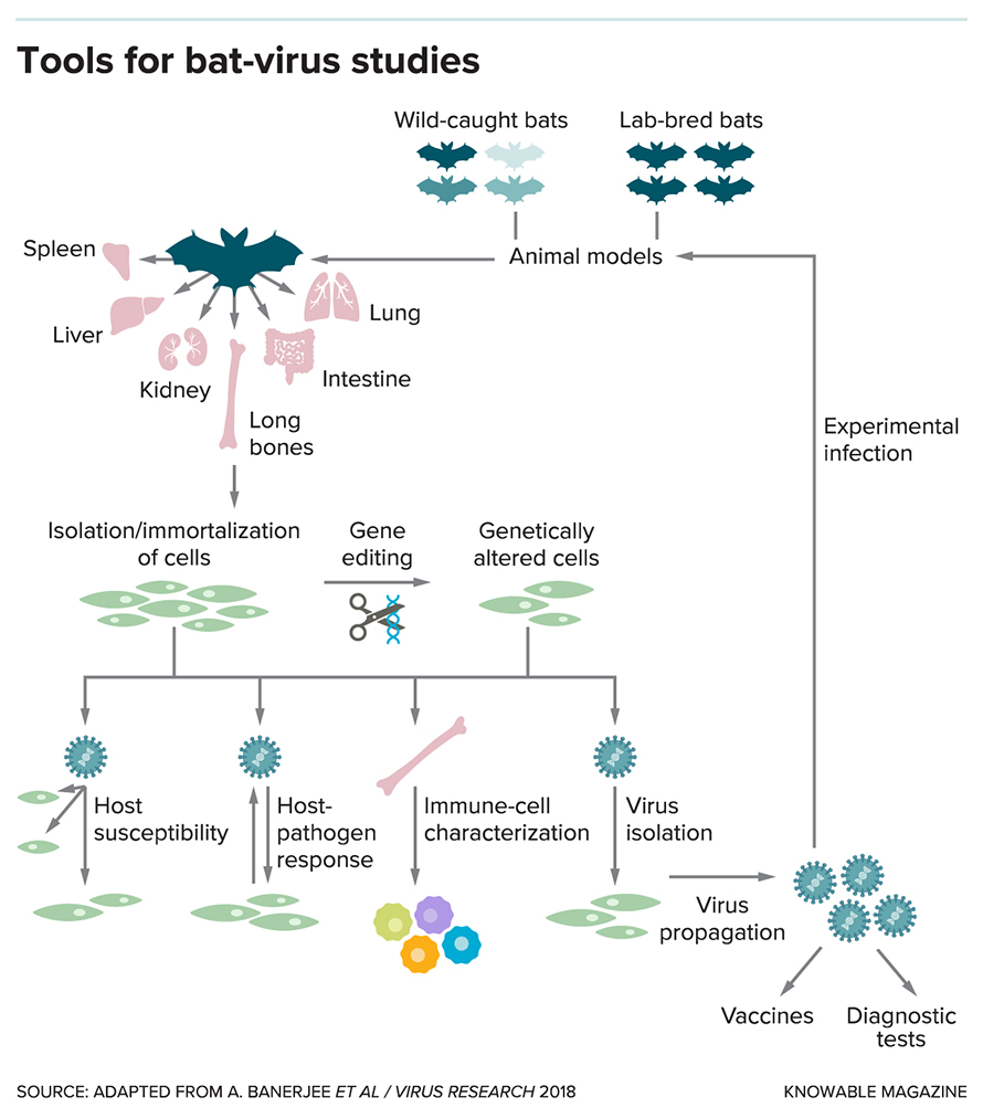 G-tools-bat-virus-studies-alt-890x1012.jpg G-tools-bat-virus-studies-alt-890x1012.jpg