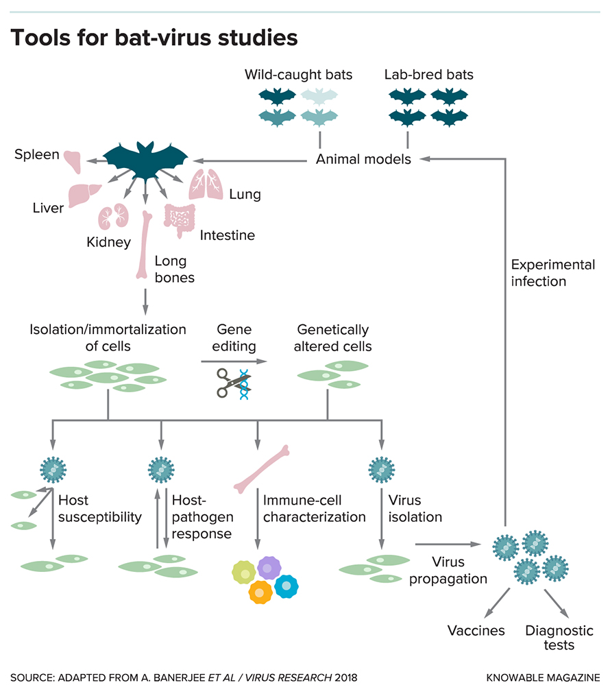 G-tools-bat-virus-studies-alt-890x1012.jpg