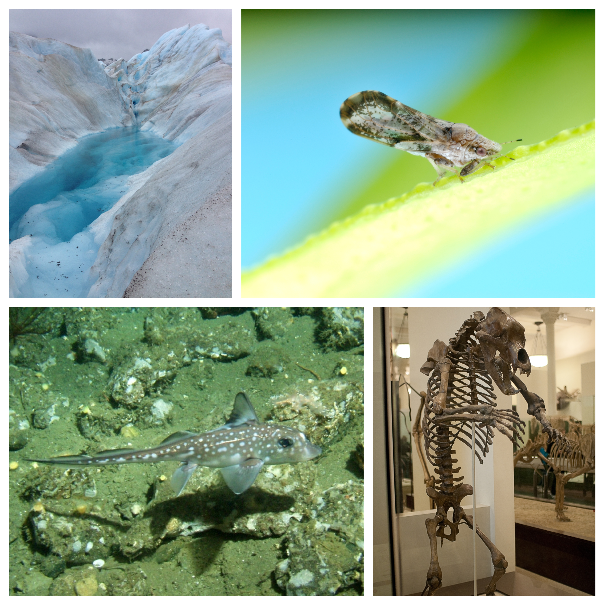 MCP-cave-bear-collage.png MCP-cave-bear-collage.png