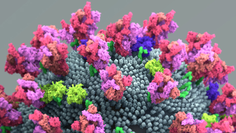A second pathway into cells for SARS-CoV-2