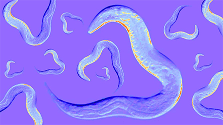 Model-organism-445x250.jpg