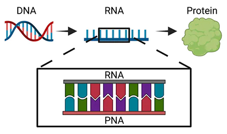 PNAs-445x263.jpg PNAs-445x263.jpg