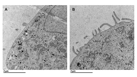 Plasma membrane lipids mediate key interactions in assembly of filoviruses