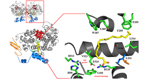 A new hotspot for cyclooxygenase inhibition