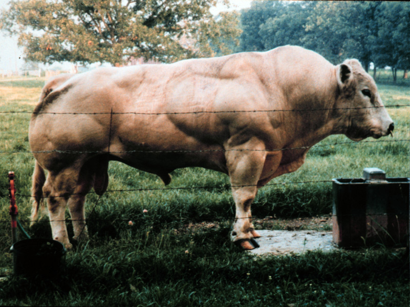 P-bull-double-muscle-801x600.jpg