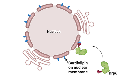 A molecular determinant of membrane protein targeting