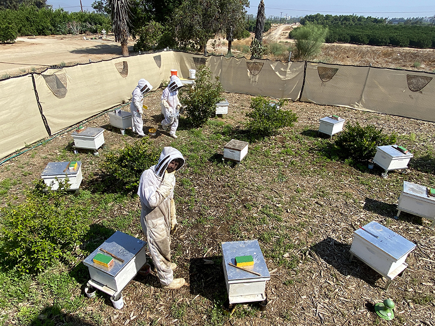 In hives at the University of California, Riverside, bee species collected in the wild and bees from managed populations are kept side by side to compare how they respond to stress, including the Varroa destructor mite.