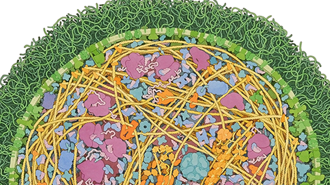 David Goodsell: The master of mol art