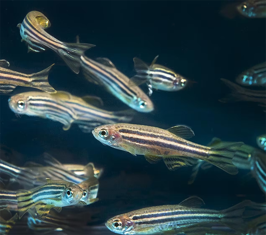 Adult-Zebrafish-890x786.jpg