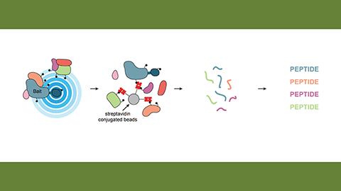 Review delves into proximity proteomics