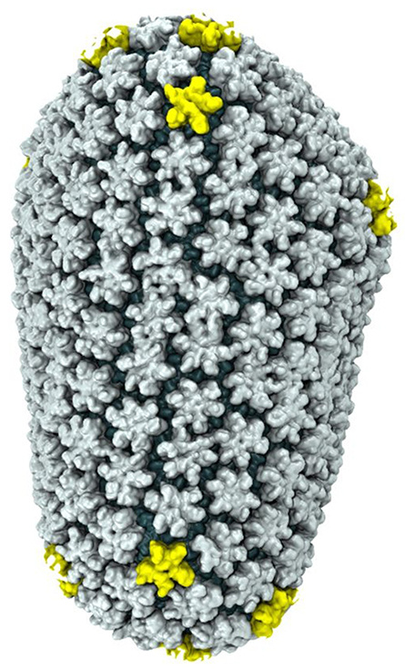 HIV-capsid-445x736.jpg HIV-capsid-445x736.jpg