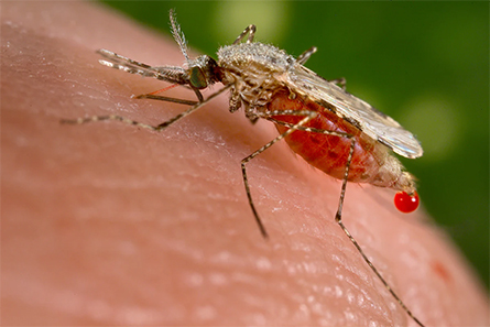 Mosquito-445x297.jpg Mosquito-445x297.jpg