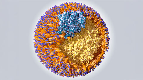 How do diet and lipoprotein levels affect heart health