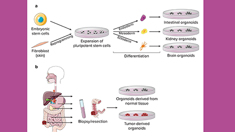 Mini-organs push along COVID-19 and other virus research
