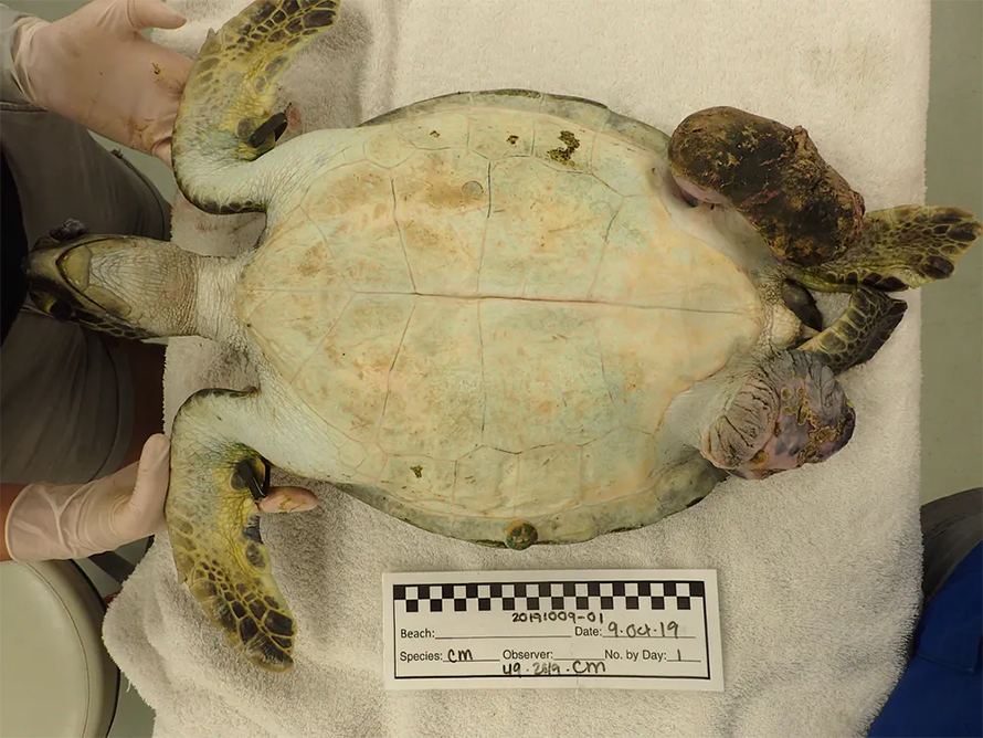 Turtle-890x668.jpg