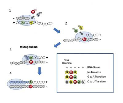 Antiviral-400x336.jpg