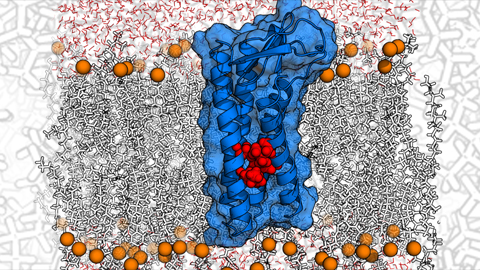 Understanding the protein defects that cause Charcot–Marie–Tooth disease