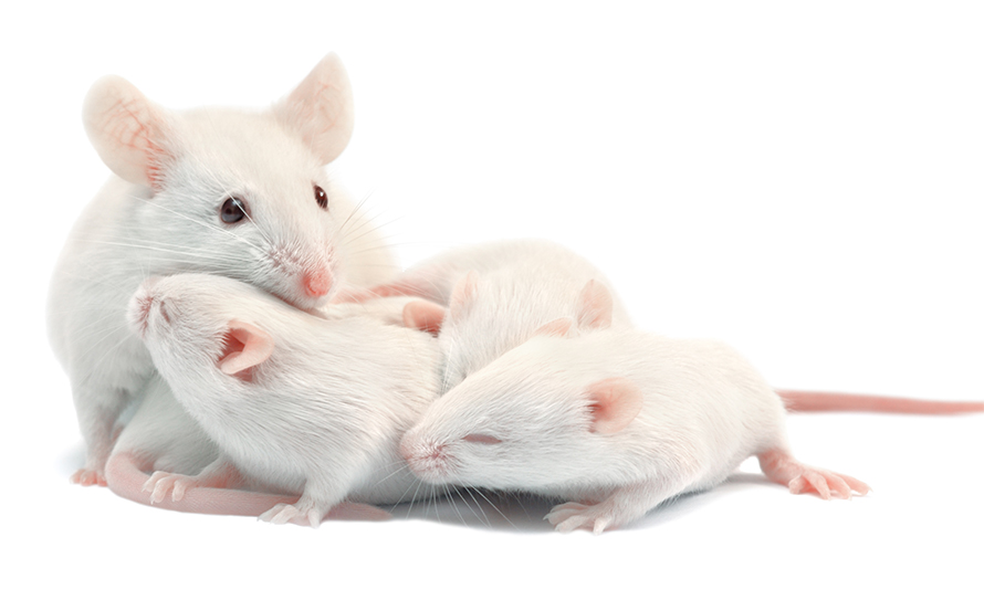 Mouse-family-890x543.jpg Mouse-family-890x543.jpg