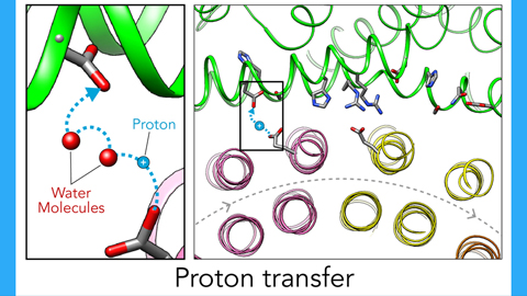 Uncovering details of molecular Ferris wheels inside cell structures
