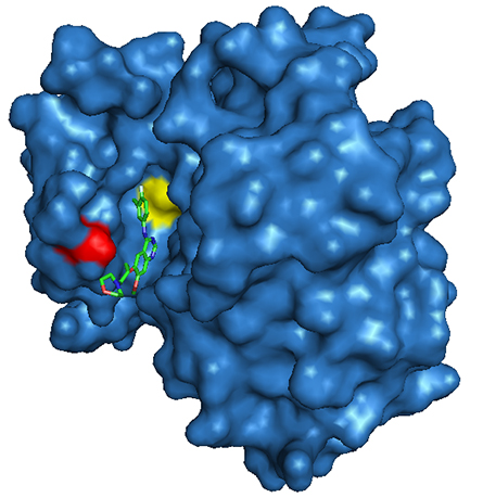 Mutated_EGFR_kinase_domain-445x459.jpg Mutated_EGFR_kinase_domain-445x459.jpg