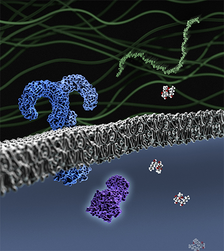 This image shows the extracellular matrix (upper), lipid bilayer (middle) and cellular components (bottom).