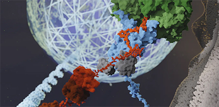 Cells-recover-445x219.jpg Cells-recover-445x219.jpg