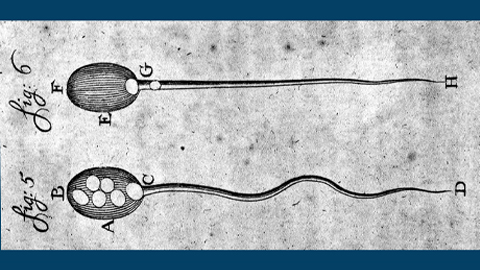 The metabolic trigger that activates sperm