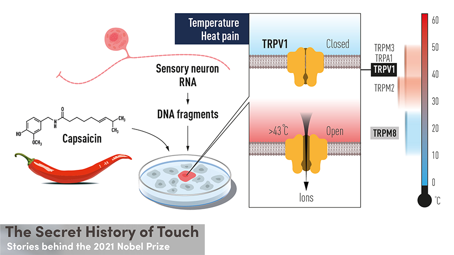 David McKemy and the cold receptor