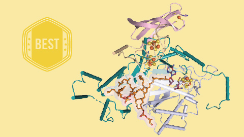 A macrocyclic lipid and the enzyme that makes it