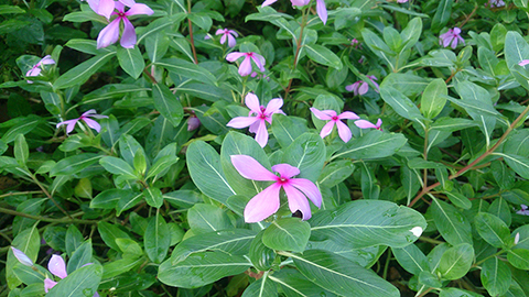 Sarah O’Connor recently co-authored a study of the medicinal plant, Catharanthus roseus (Madagascar periwinkle), with a team from the University of Georgia.