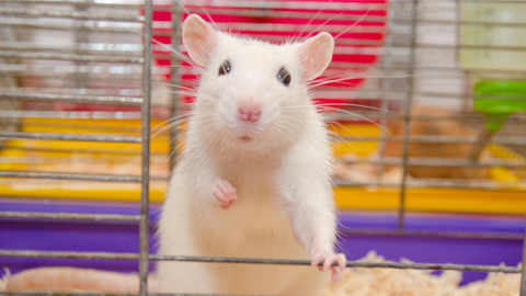 Of mice and scientists