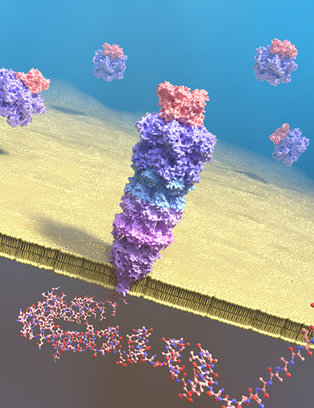An artist’s depiction of the Maglia lab’s proteasome-attached pore complex.