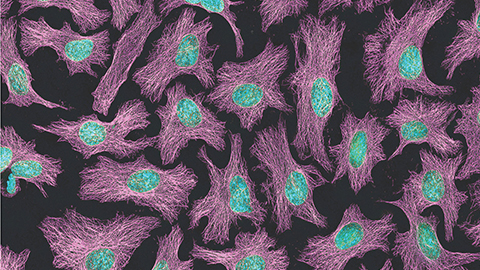 Sharing the whole HeLa genome