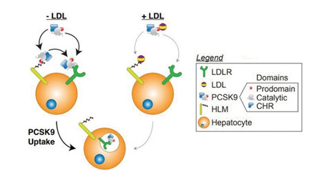 JLR: Study sheds light on function of mysterious PCSK9 mutation