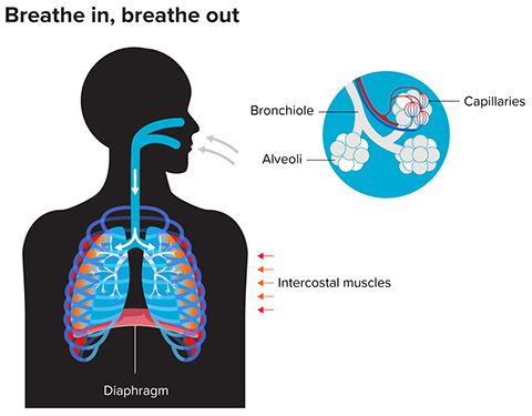 Breathing requires coordinated movements of the diaphragm and intercostal muscles. When these muscles contract, air is drawn into the lungs, where hundreds of millions of tiny alveoli provide a surface where oxygen can diffuse into the blood and carbon dioxide can diffuse out. With each exhalation, these muscles relax, and air is forced back out.
