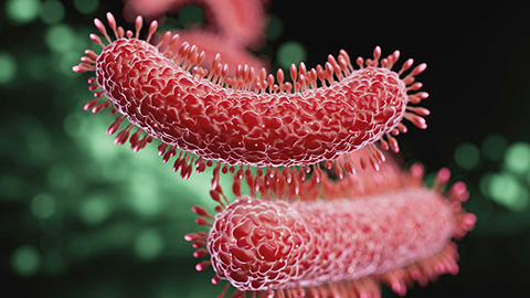 How bacteria inhibit gene expression