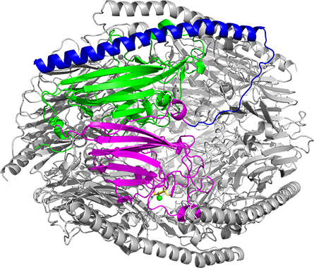Researchers determined that FFase1 displays a hexameric shape. This ribbon structure displays a tetramer, demarcated by three distinct colors, which features unique sites on aFFase1.